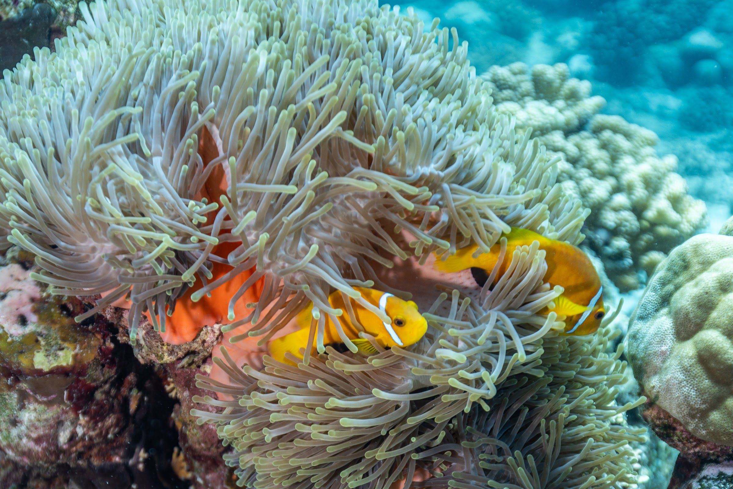 Anemonefish in an anemone