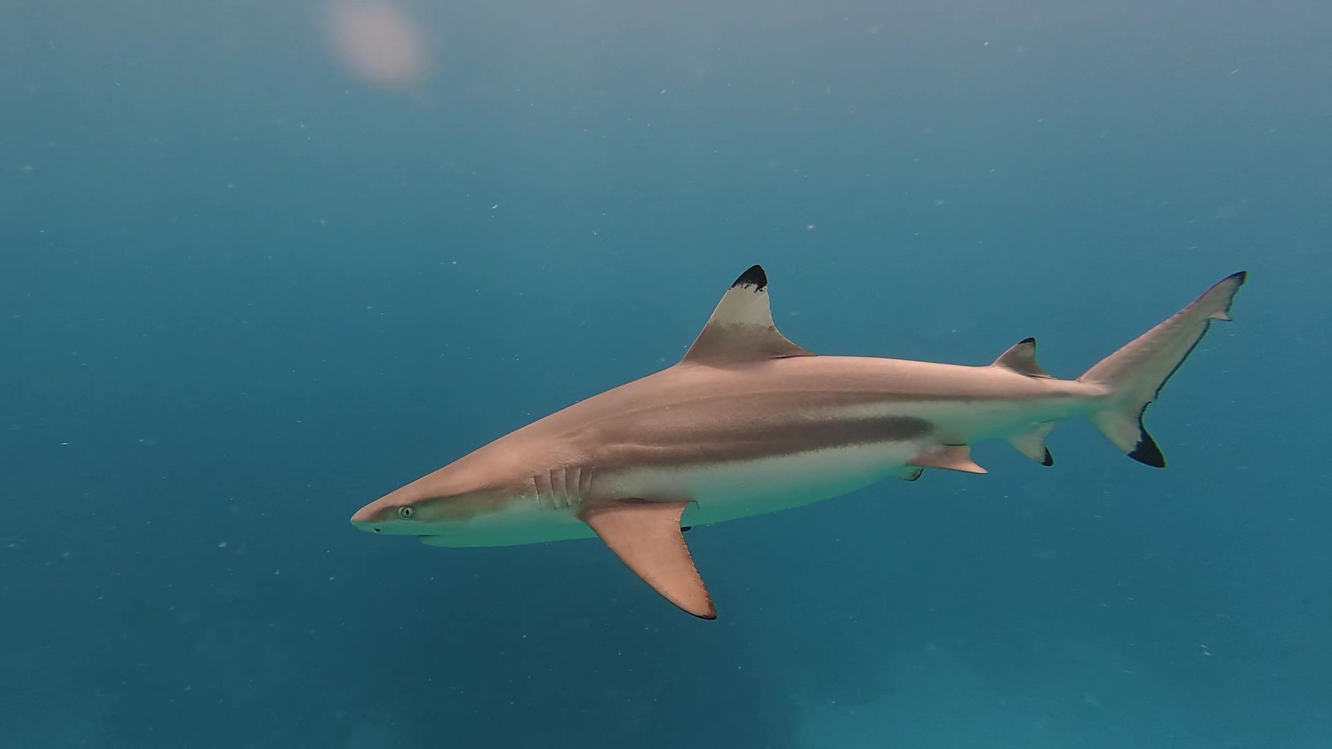 Blacktip reef shark