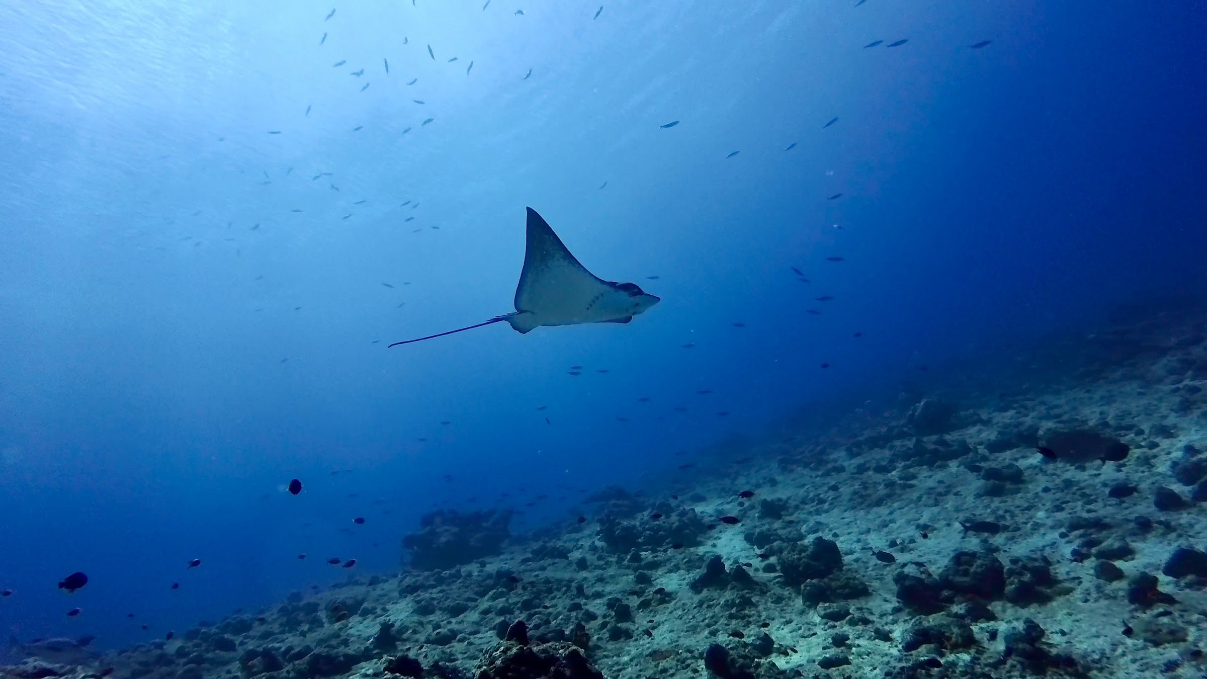 Eagle ray over the reef