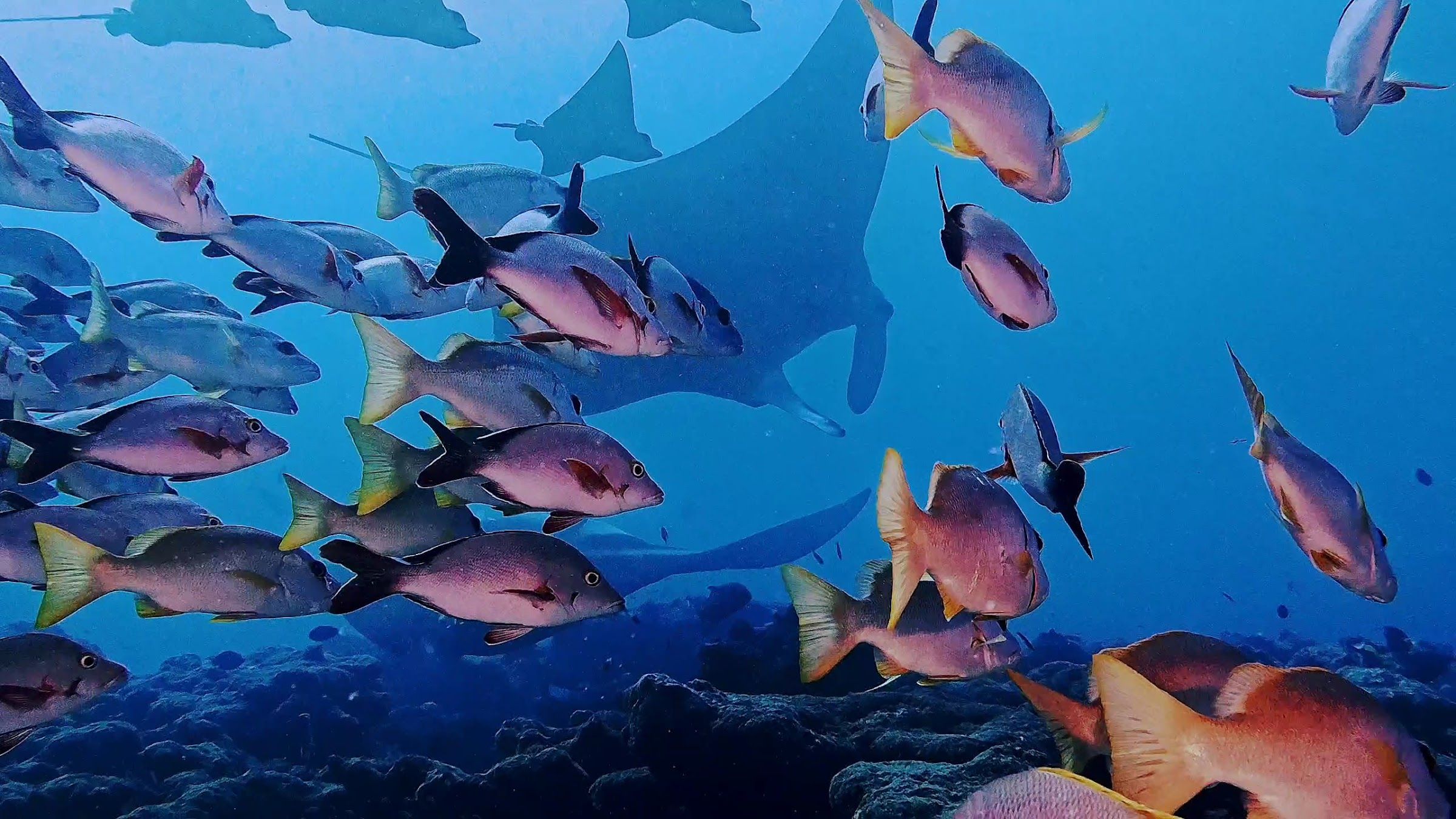 School of red snappers with a manta