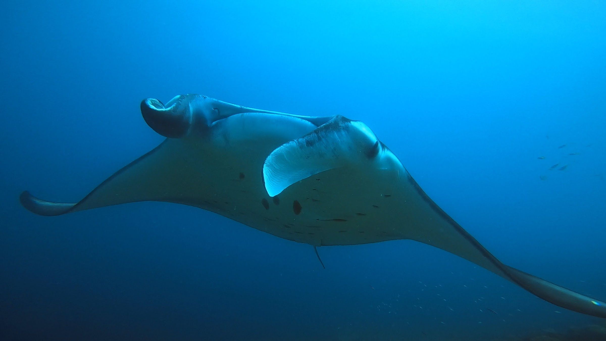 Manta ray gliding over the reef