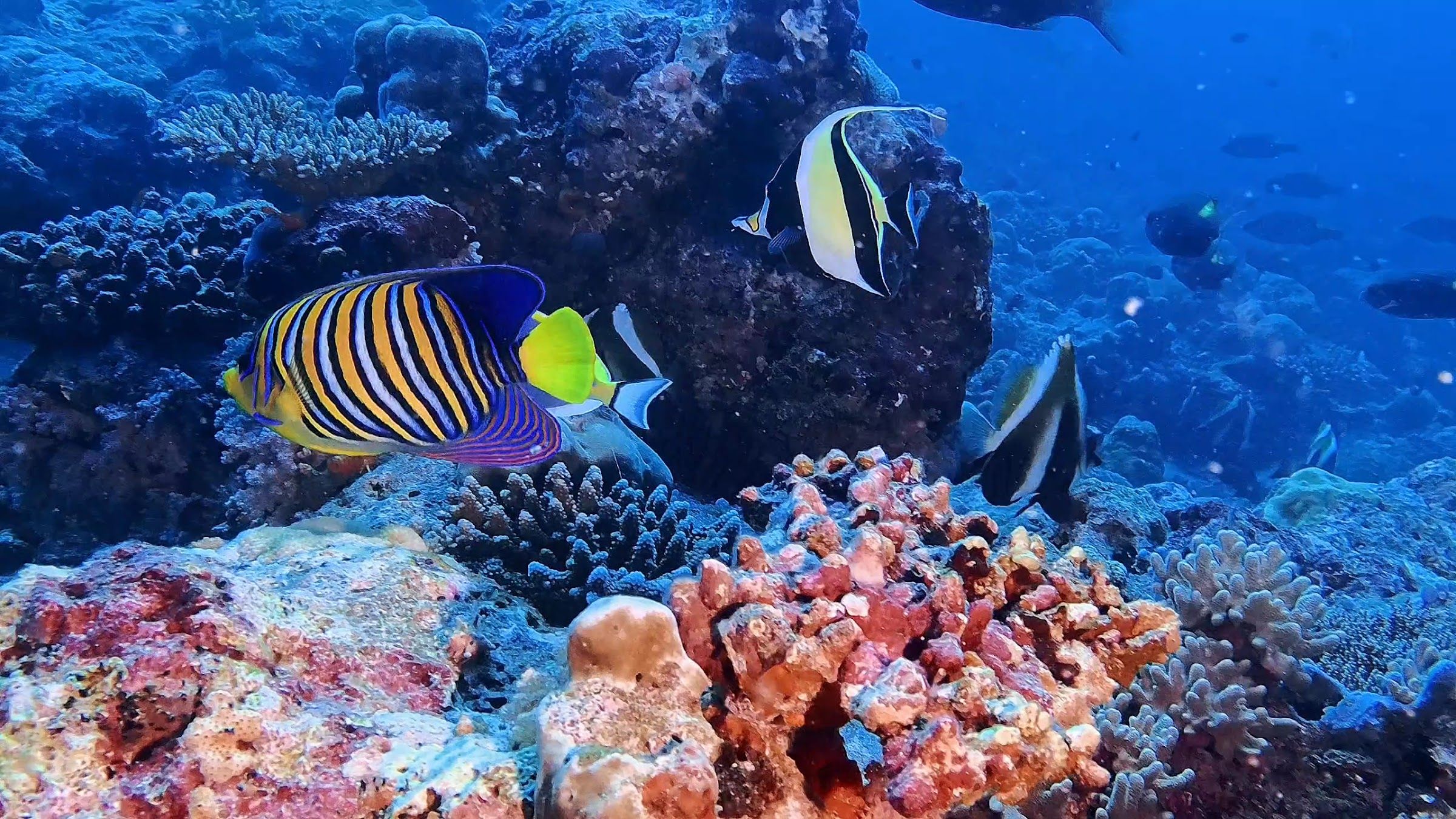 Regal angelfish on the reef